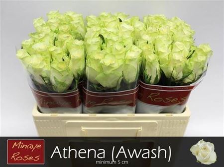 R Gr Athena