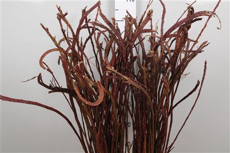 Salix Sekka Bandwilg