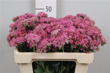 Sedum T Mun D Red