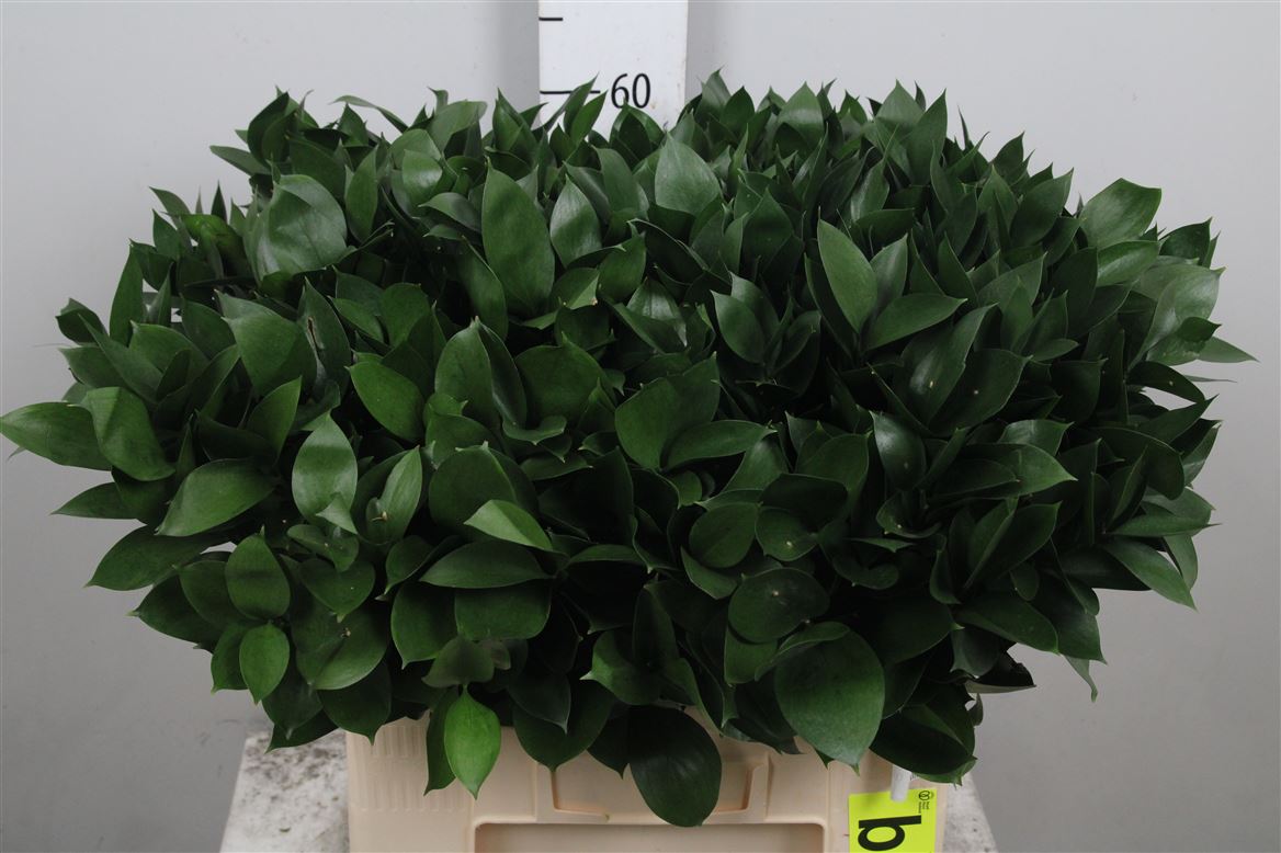 Ruscus Hypophyllum 60cm