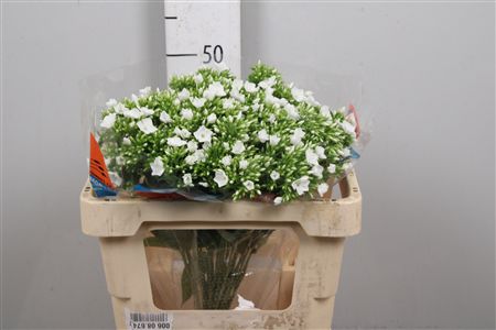 Phlox P Whitecap