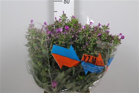 Phlox P Sky Eyes