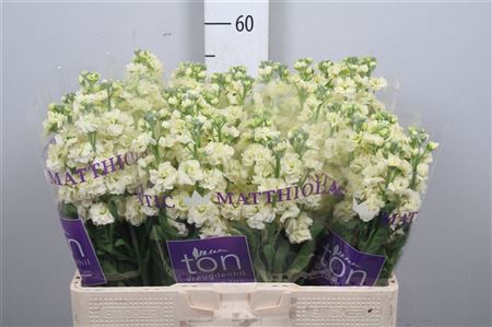 Matth Stox Yellow