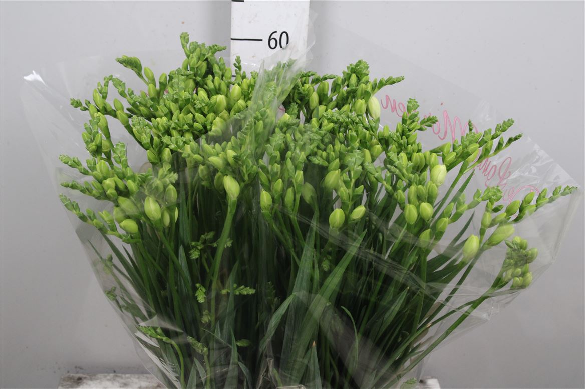 Freesia Double Essence 22gram