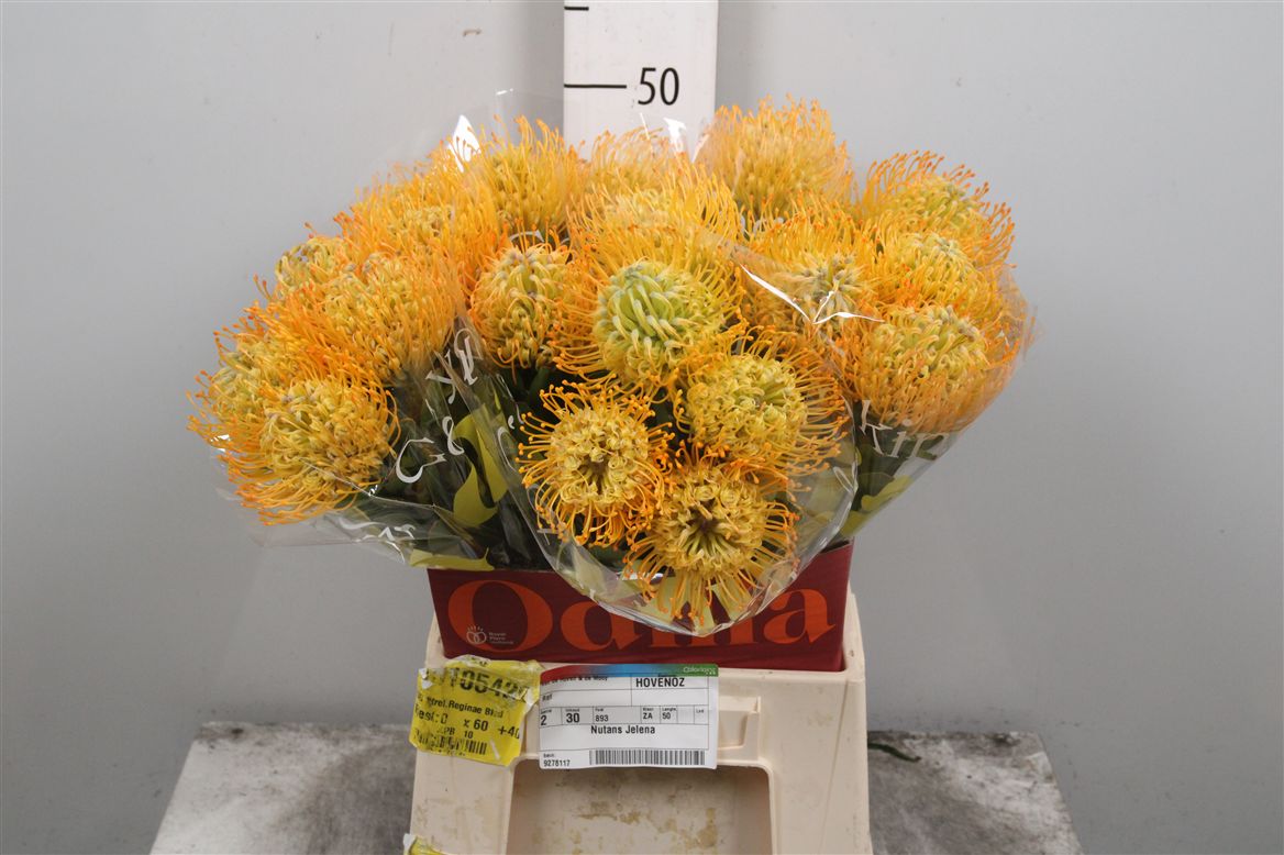 Leucospernum(pins) Jelena 50cm