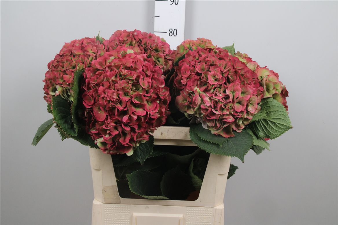 Hydrangea Elbtal Classic Pink 80cm 22Ø