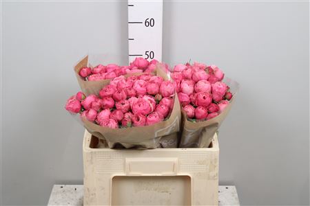 R Tr Silva Pink+