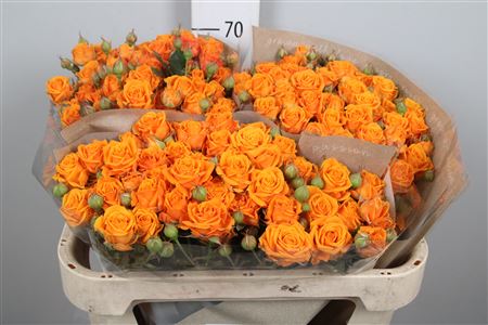 R Tr Orange Queen