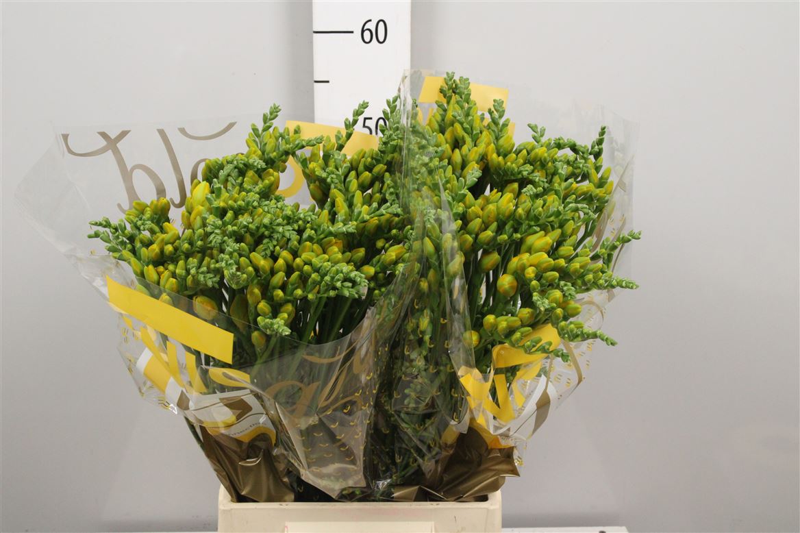 Freesia Double Soleil 22gram