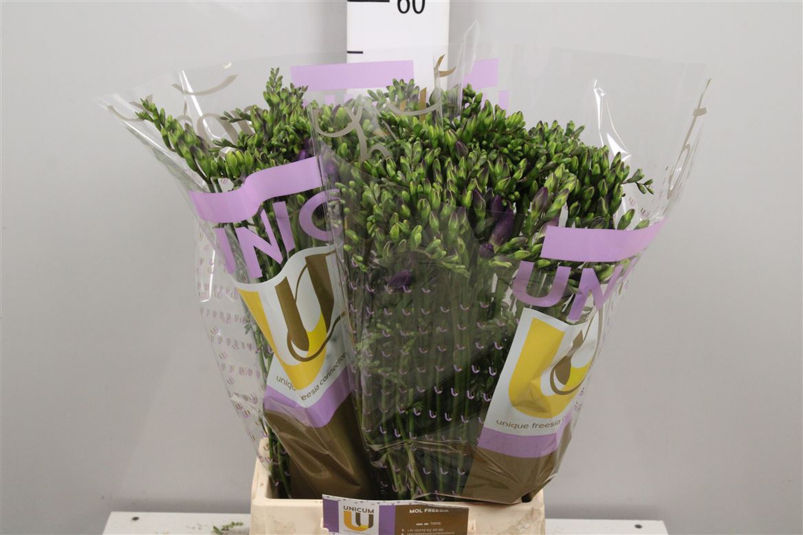 Freesia Single Delta River 22gram