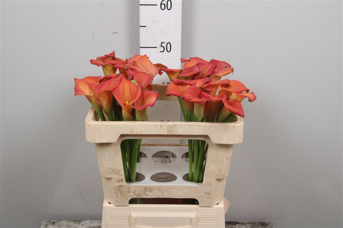 Calla Dutch Glory 50cm