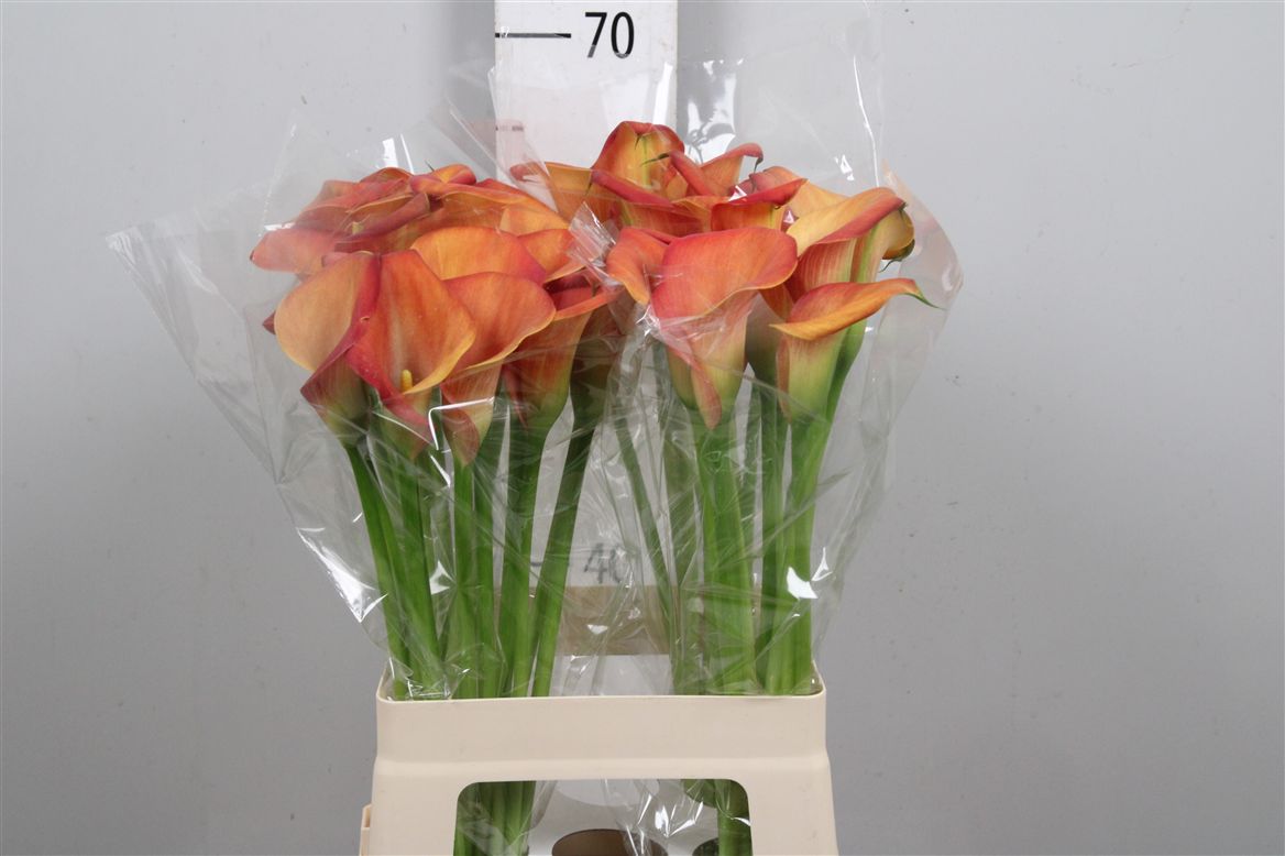 Calla Dutch Glory 65cm