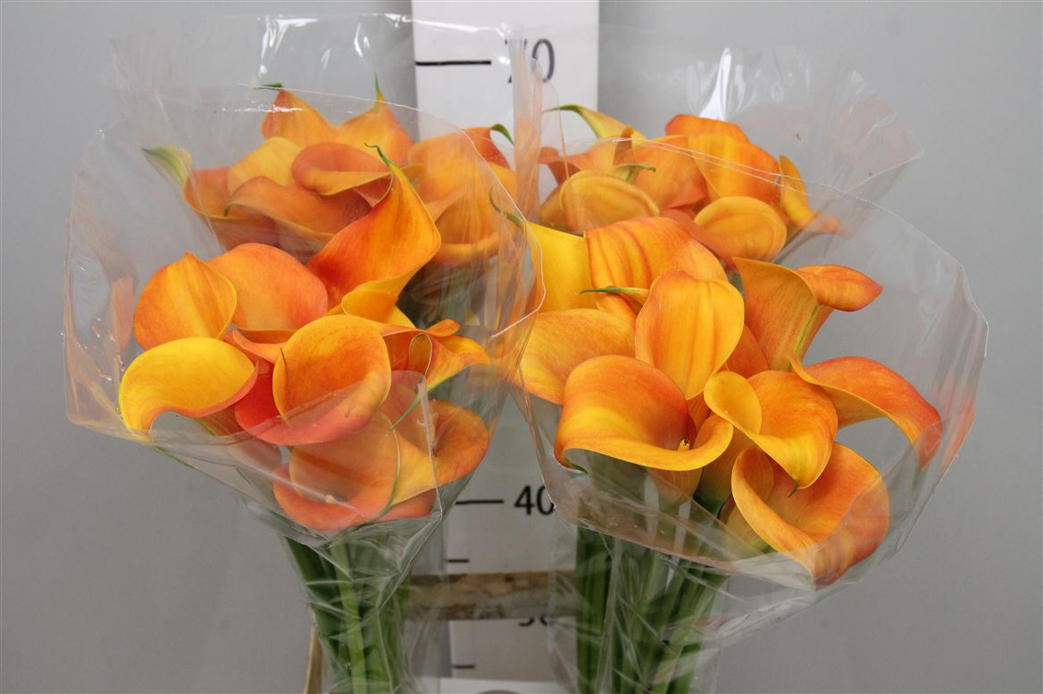 Calla Dutch Glory 70cm
