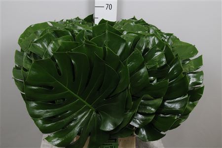 Monstera Blad