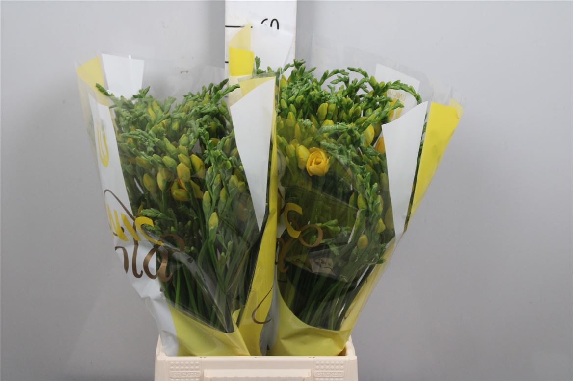 Freesia Double Soleil 22gram