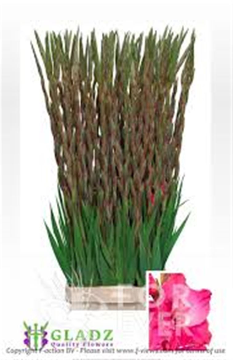 Glad Gr Fairyta Pink 150 130cm