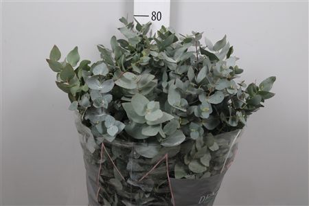 Euc Cinerea Per Bos
