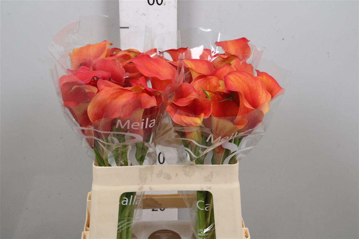 Calla Capt Odeon 55cm