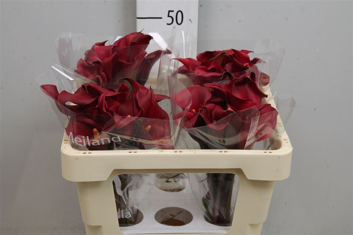Zant Red Charm Zanted Red 50cm
