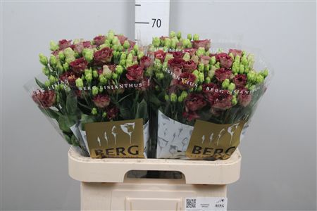 Eus G Rosan Dp Brown