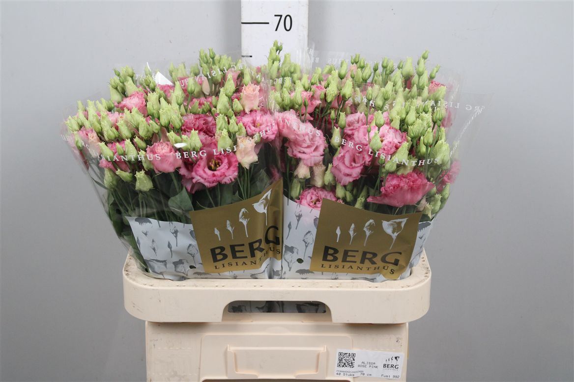 Eus G Alissa Rose Pi 70cm