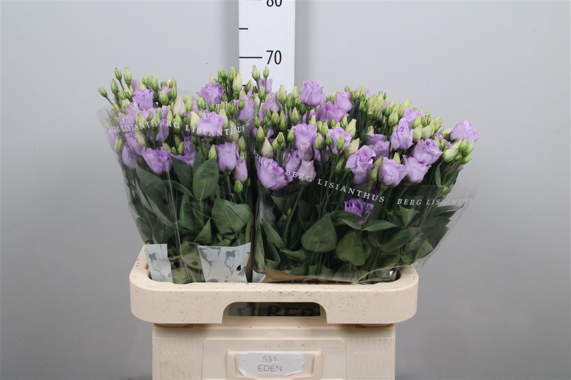Eus G Rosi Lavender 70cm
