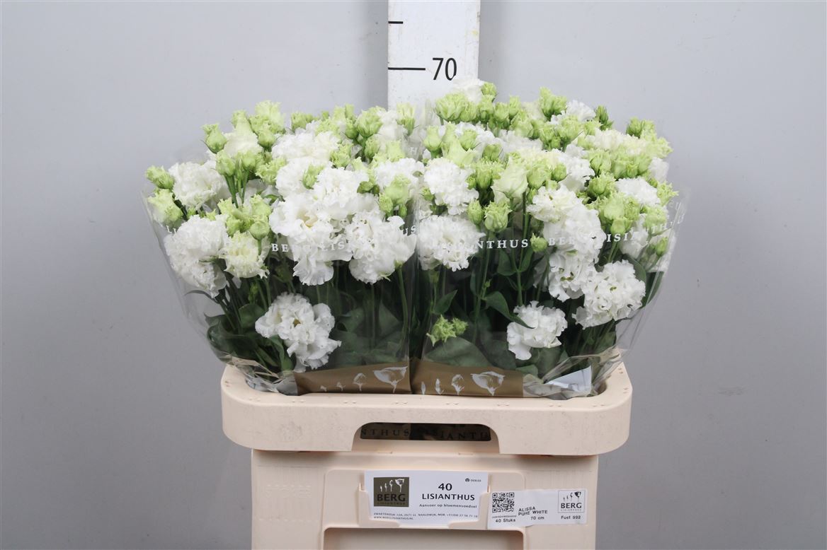 Eus G Alissa Pur White 70cm