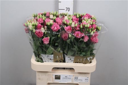 Eus G Rosi Rose Pink