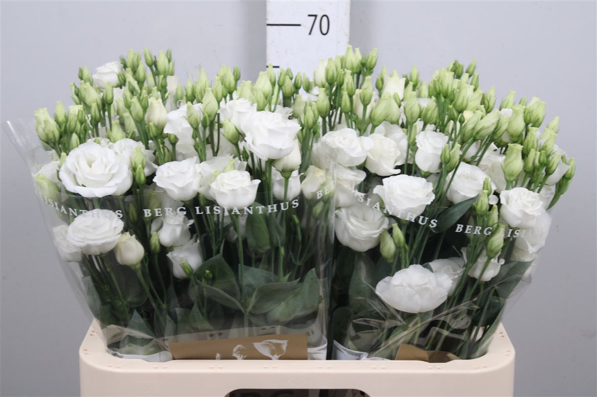 Eust G Rosita White 70cm