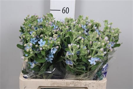 Oxypetal Tan Pur Blu