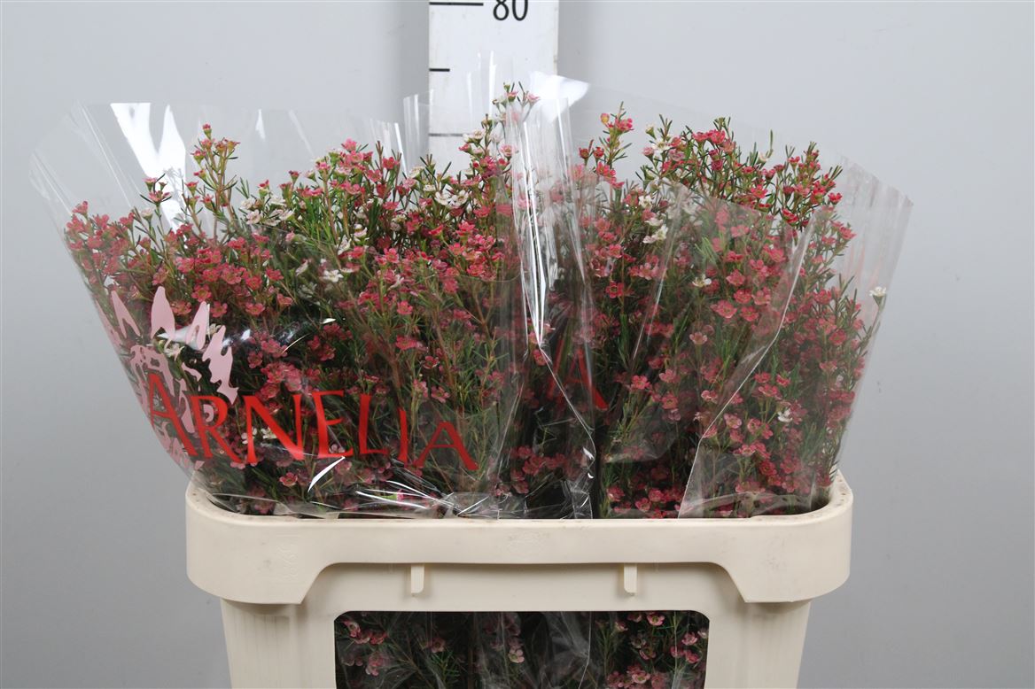 Chamelaucium My Sweet 16 70cm 70gram