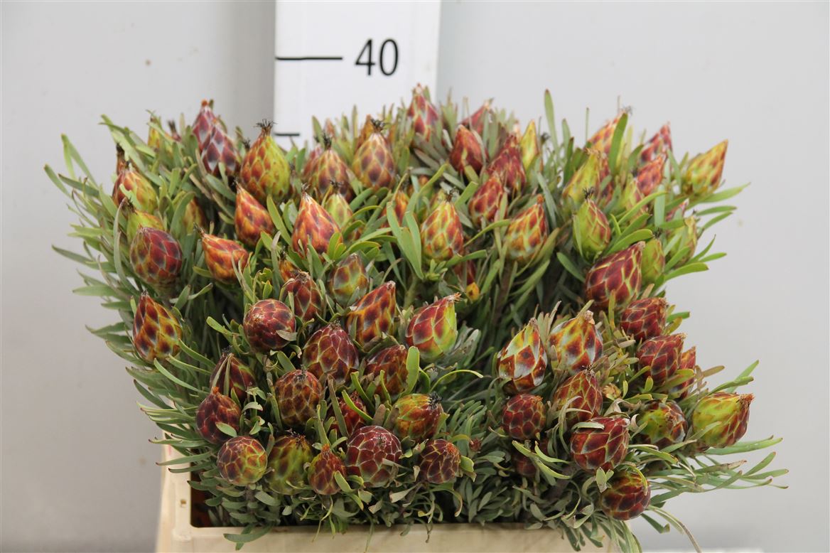 Leucadendron Rubrum Bnch 40cm