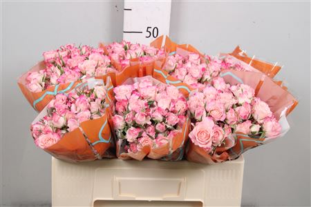 R Tr Speak Blossoms