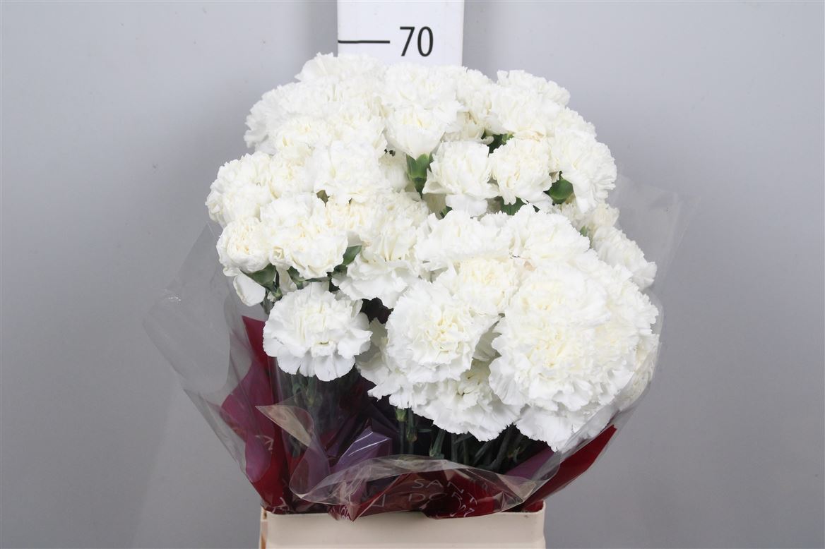 Dianthus St Moonlight 60cm