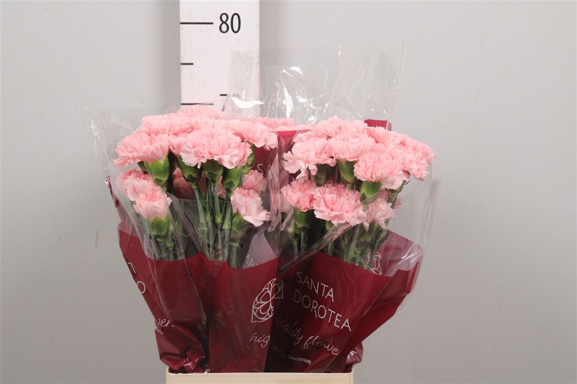Dianthus St Jodie 60cm