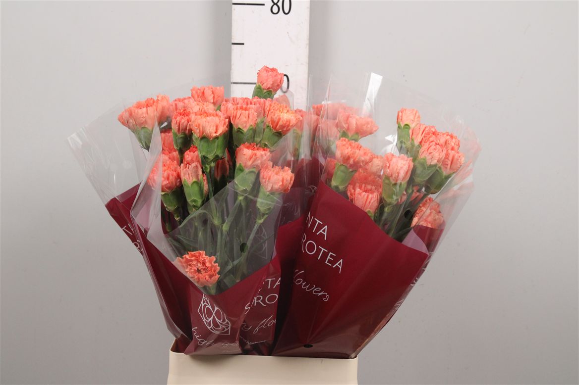 Dianthus St Hermes Orange 60cm