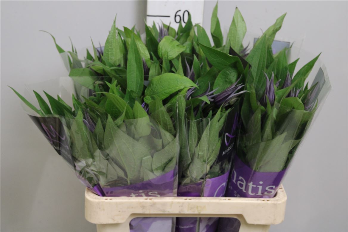 Clematis Amazing Blue Oslo 60cm