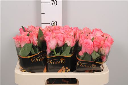 R Gr Jazzeberry