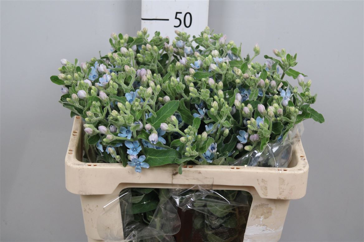 Oxypetalum Coeruleum 50cm