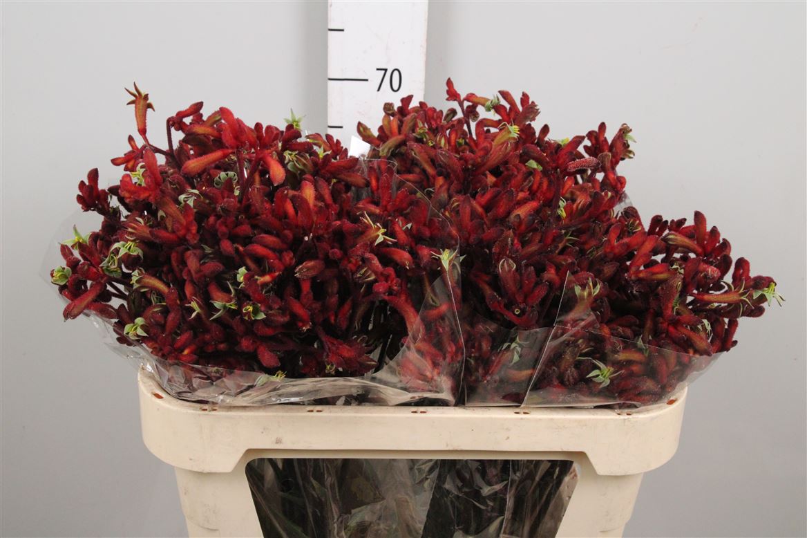 Anigozanthos Red Early Spring 70cm
