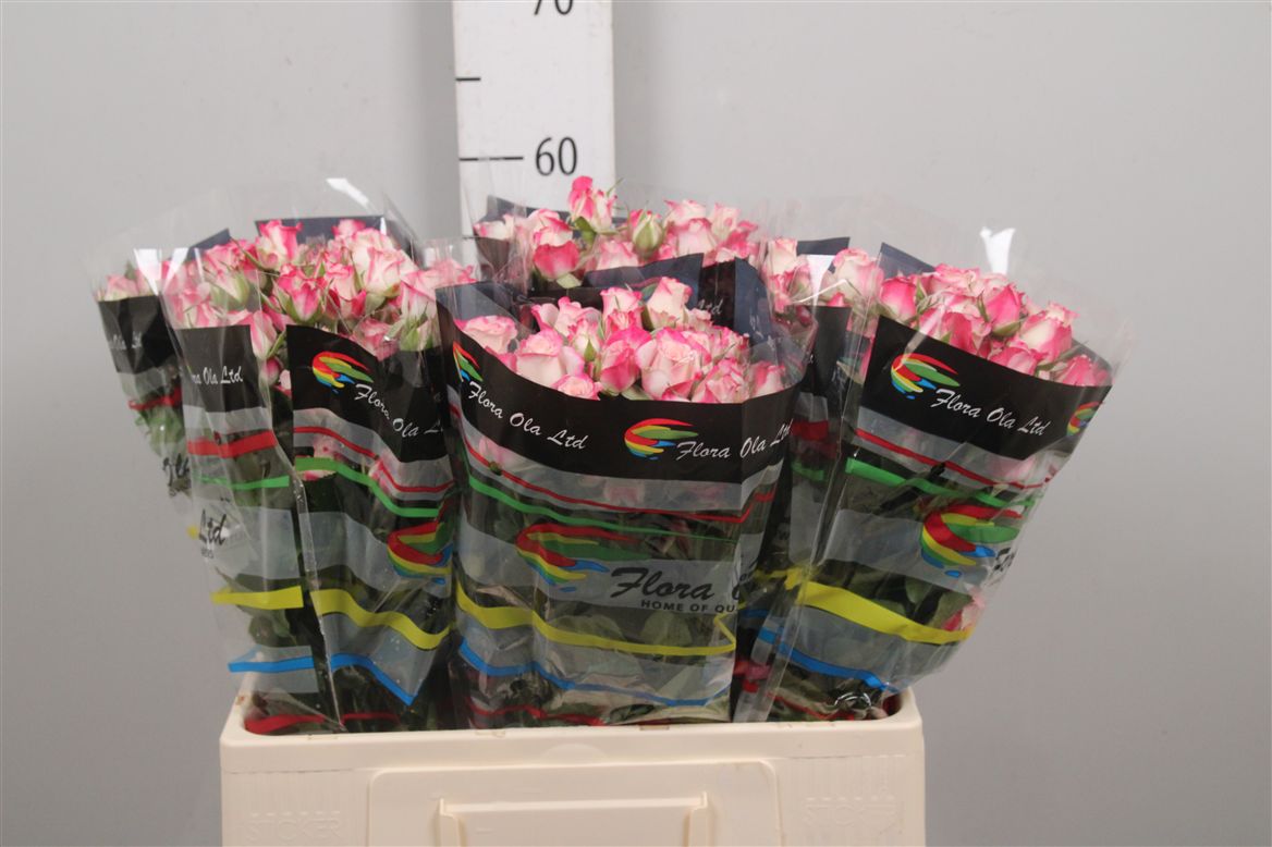 Rosa Spray Reflex 60cm