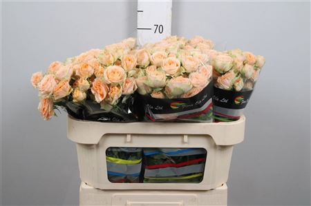 R Tr Holly