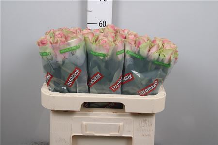 R Gr Belle Rose