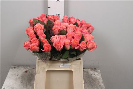 R Gr Miss Piggy+