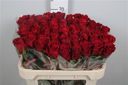 R Gr Ever Red