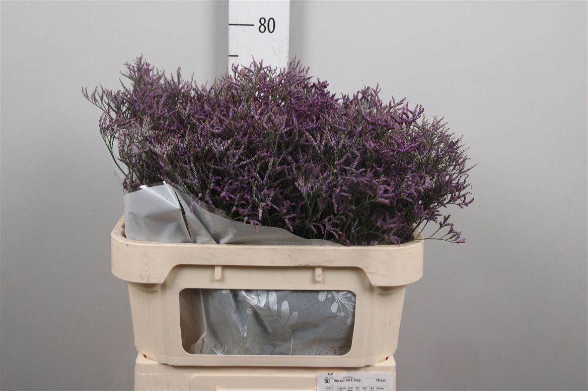 Limonium Dark Blue 70cm 45gram