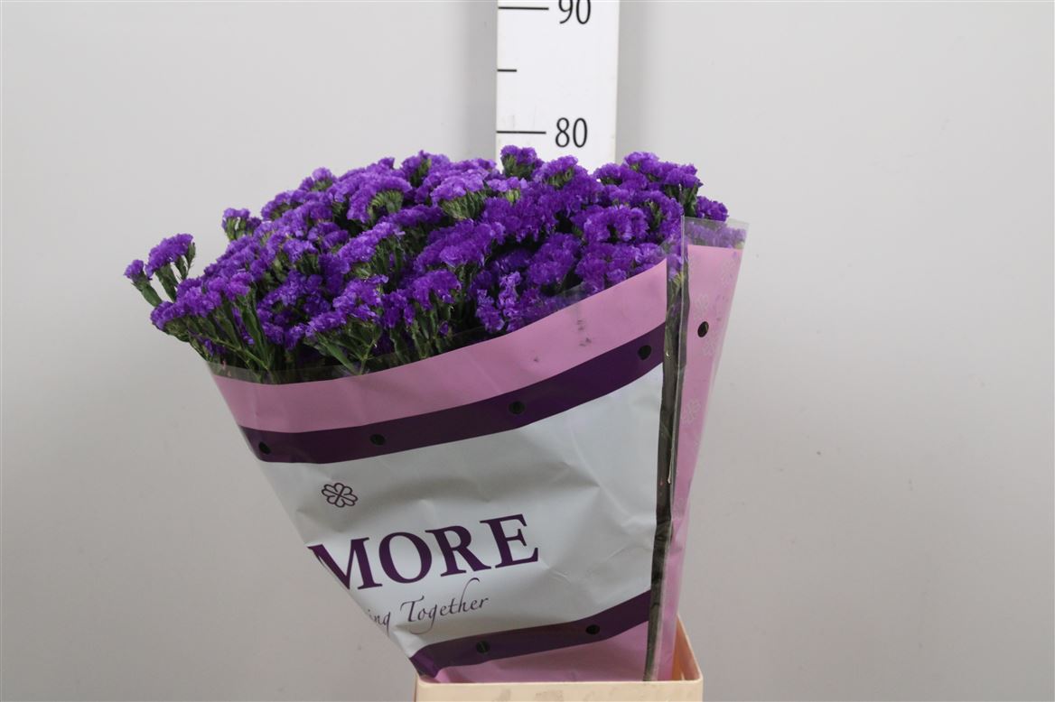 Limonium Navy Sun Birds 80cm 75gram