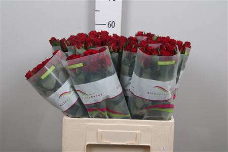 R Gr Red Torch