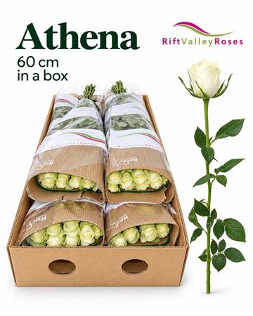 R Gr Athena