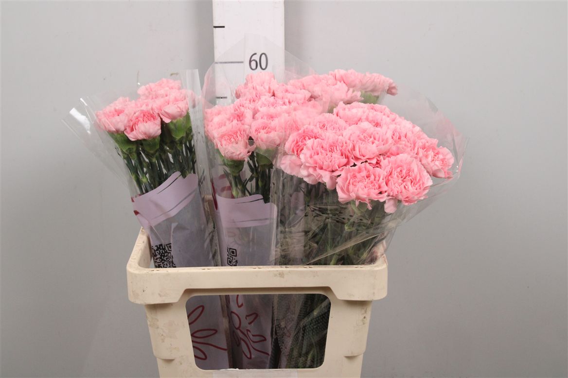 Dianthus St Pink Montezuma 60cm
